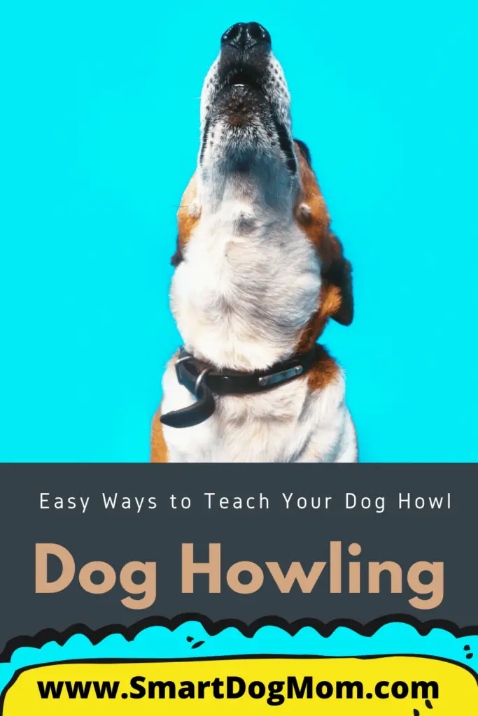 How to Teach Your Dog to Howl