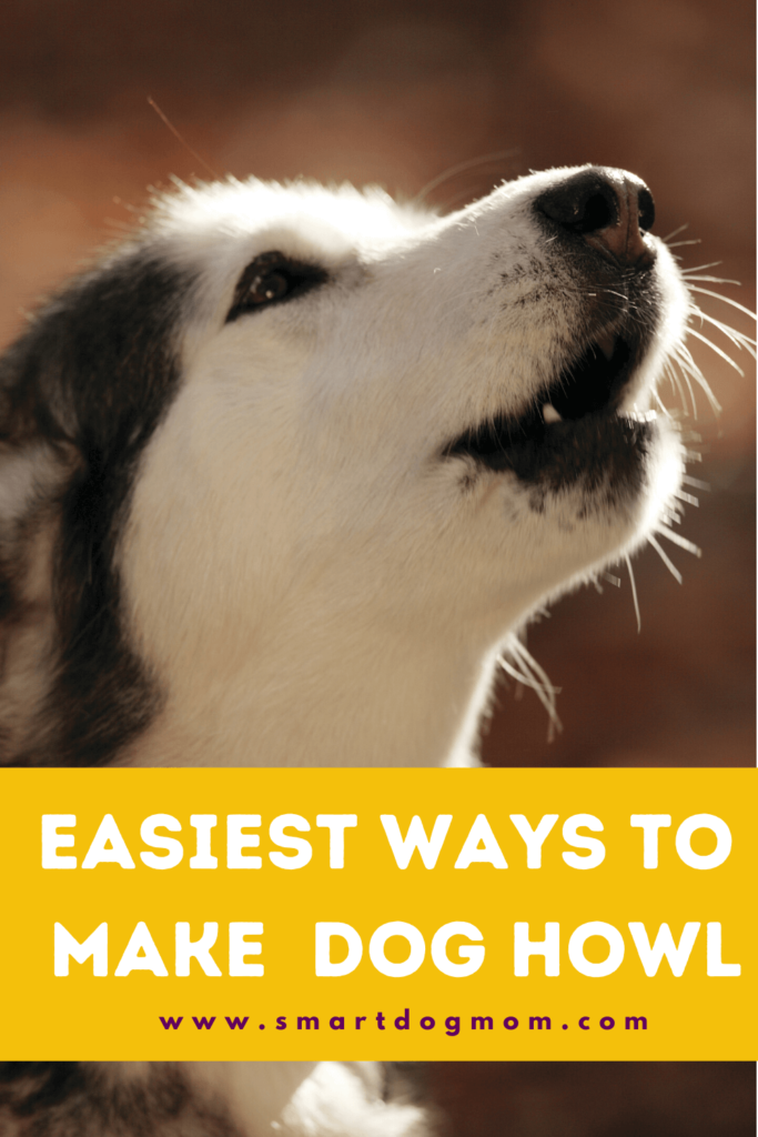How to Teach Your Dog to Howl
