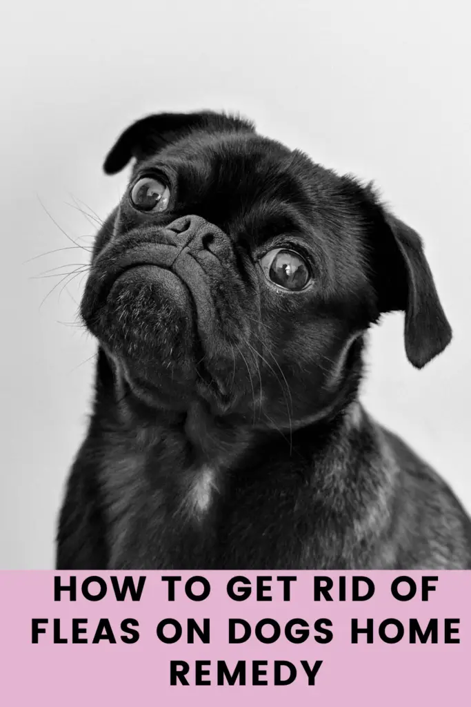 How to Get Rid of Fleas on Dogs Home Remedy