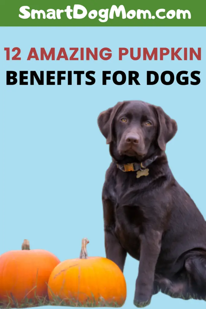 pumpkin benefits for dogs