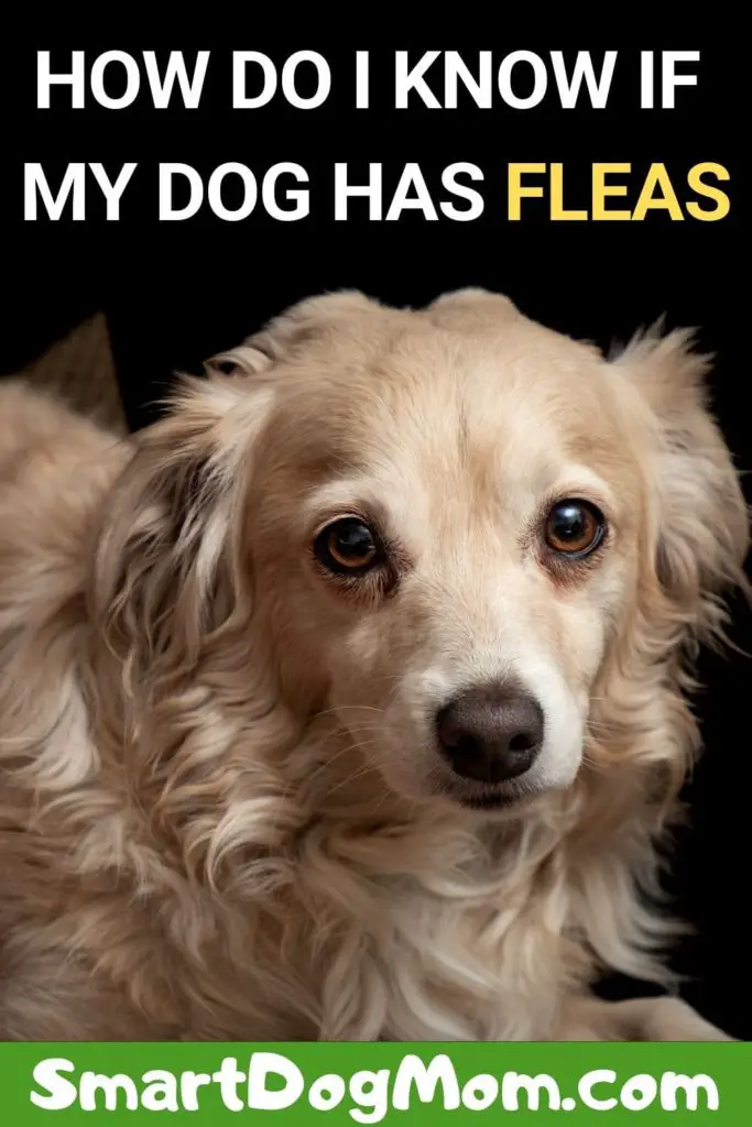 How Do I Know If My Dog Has Fleas