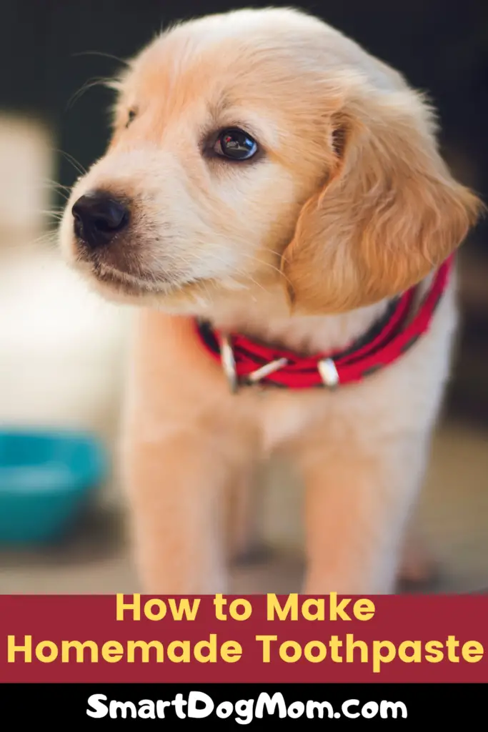 How to make dog toothpaste