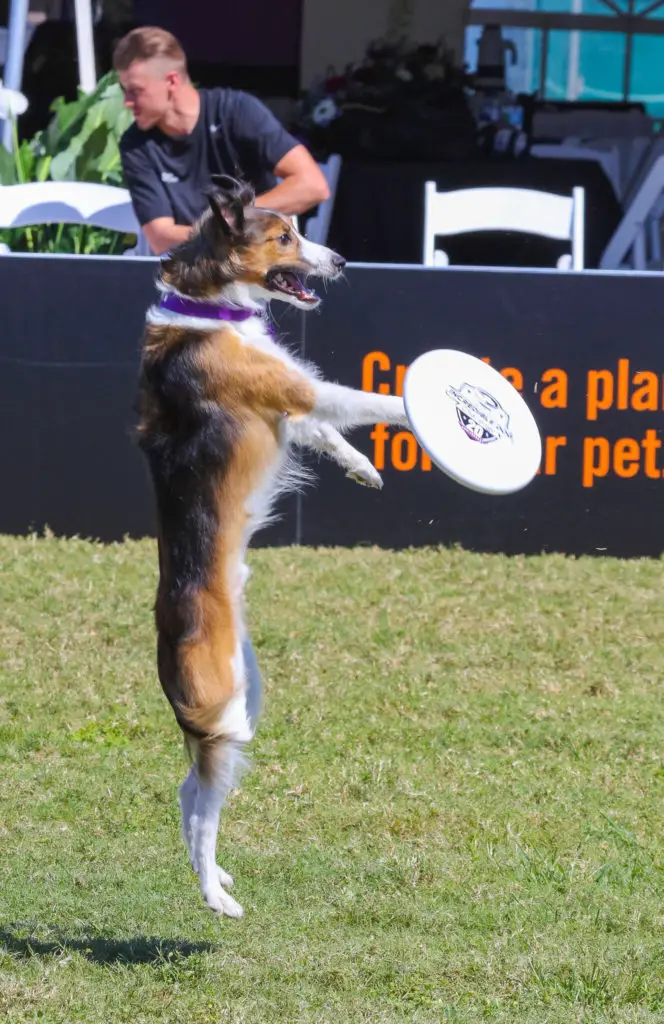 how to teach a dog a catch a frisbee