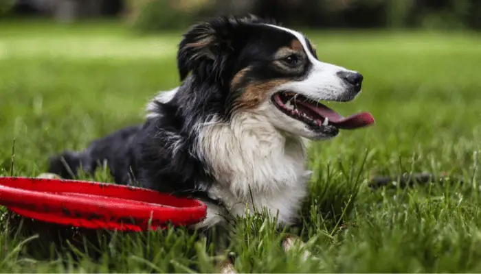 how to teach a dog a catch a frisbee