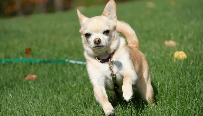 How Fast Can Dogs Run - Chihuahuas