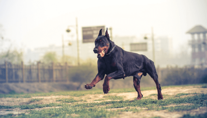 How Fast Can Dogs Run - Doberman Pinscher