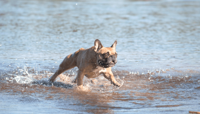 How Fast Can Dogs Run - French Bulldog
