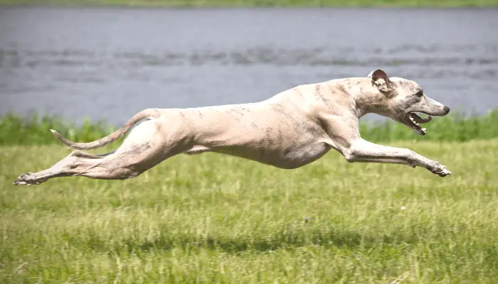 How Fast Can Dogs Run - Greyhound