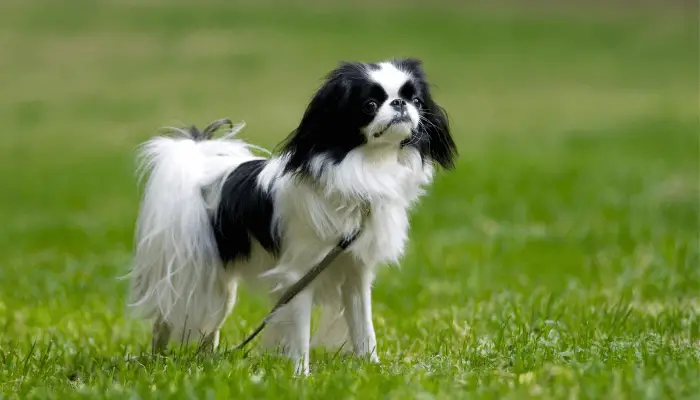 How Fast Can Dogs Run - Japanese Chin