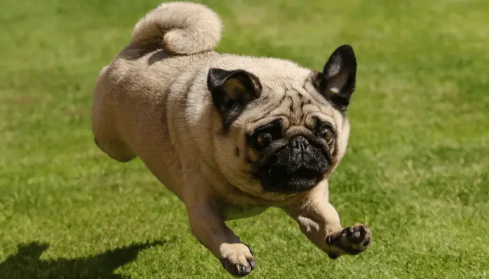 How Fast Can Dogs Run - Pug
