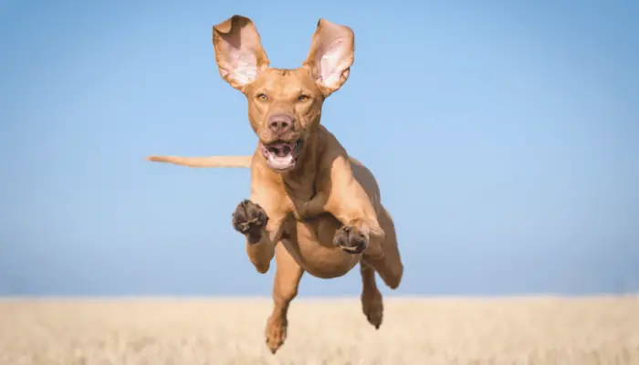 How Fast Can Dogs Run - Vizsla