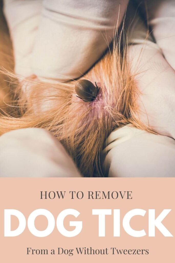 How To Remove a Tick From a Dog Without Tweezers 