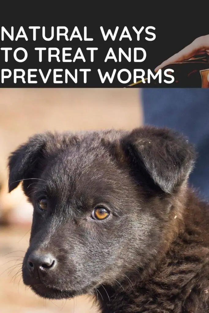 How to Get Rid of Dog Worms