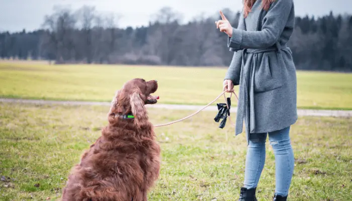 how to bond with your new dog- dog training 
