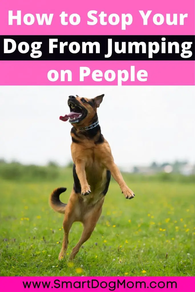 How to Stop A Dog from Jumping on You