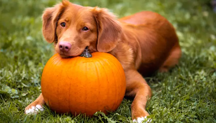 Pumpkin benefits for dogs