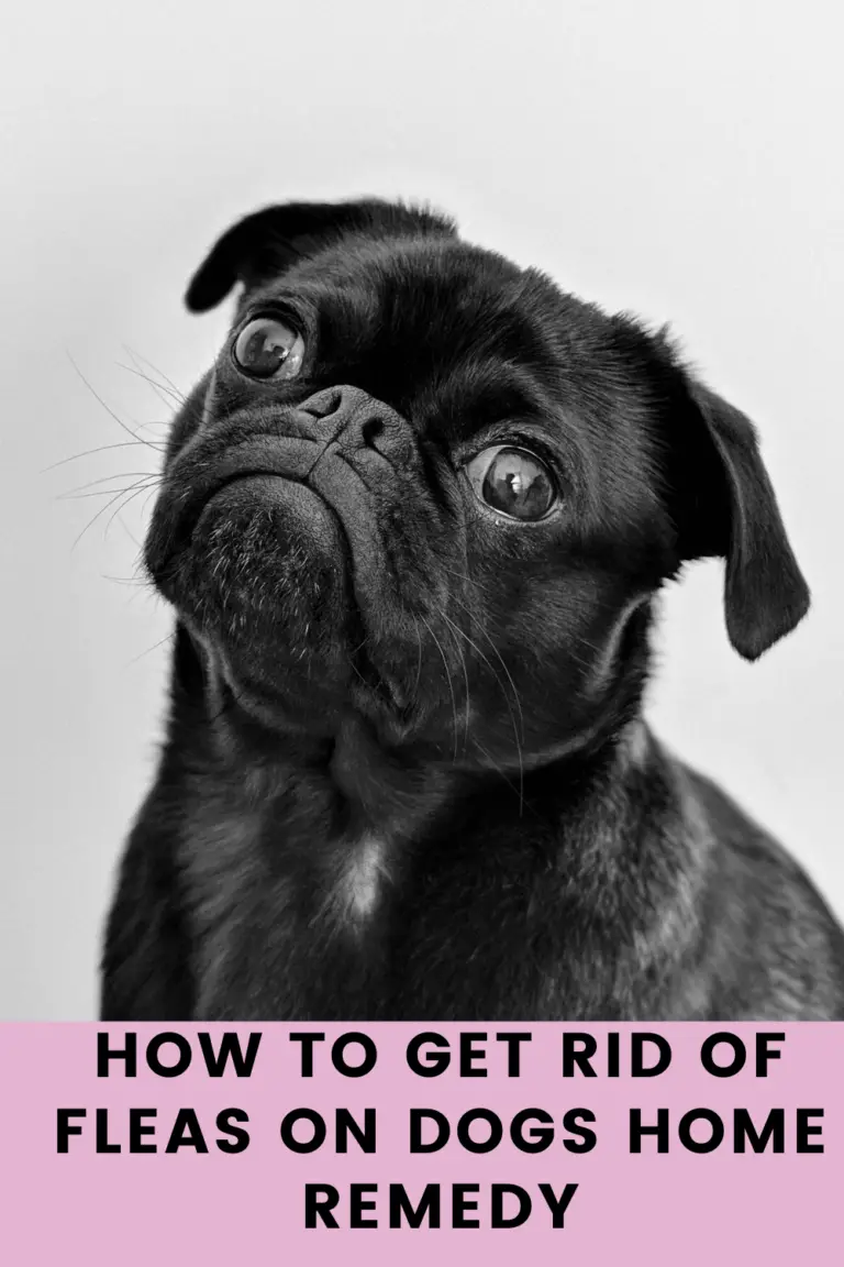 How To Get Rid Of Fleas On Dogs - 8 Home Remedies Hacks