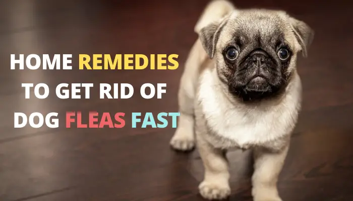 Home Remedies to Get Rid of Fleas on Dogs Fast