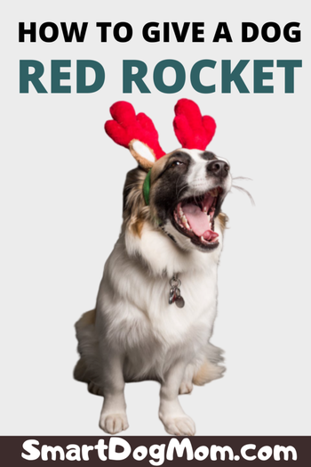 why does my dog get a red rocket when he sees me