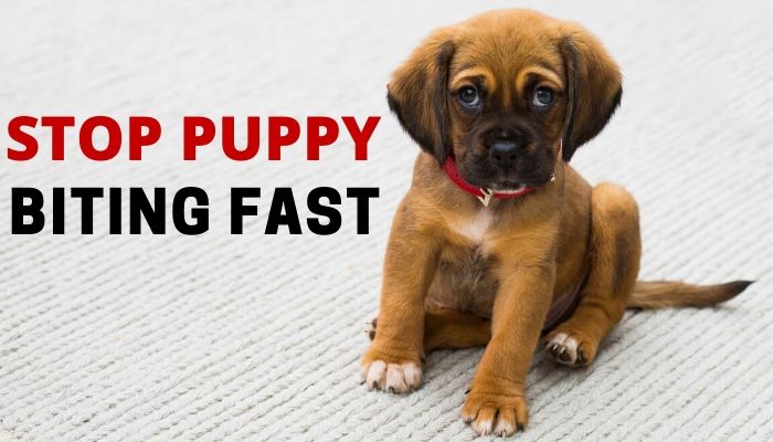 How to Keep a Puppy from Biting Fast