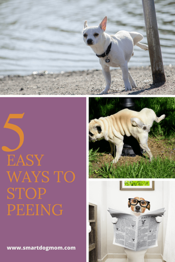 how to stop dog peeing from excitement