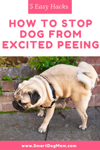 how to stop dog peeing from excitement