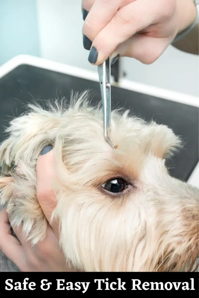 removing a tick from a dog without tweezers
