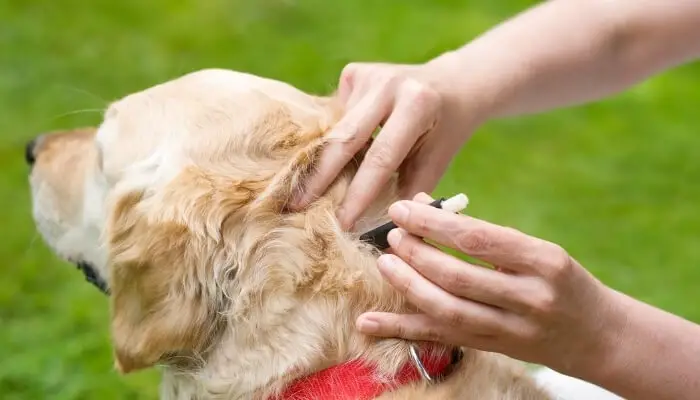 removing a tick from a dog without tweezers
