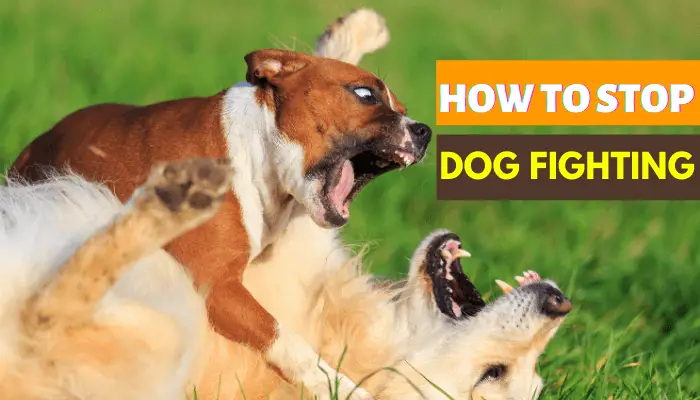 how to stop dogs from fighting in the same household
