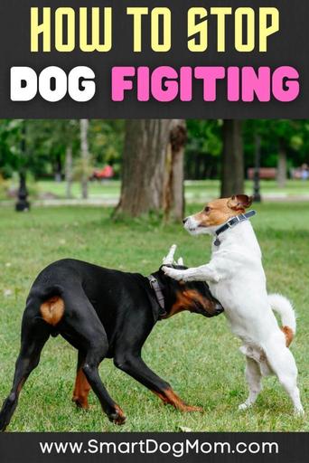 how do you stop your dogs from fighting