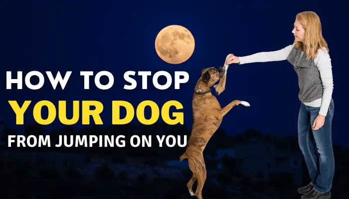 How to Stop A Dog from Jumping on You