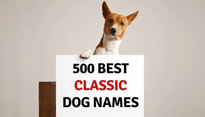 classical dog names
