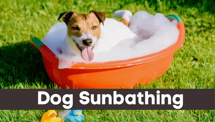 Dog Sunbathing