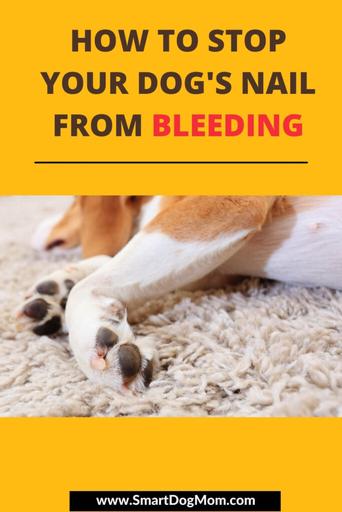 How To Stop A Dog's Nail From Bleeding -5 Quick Easy Methods