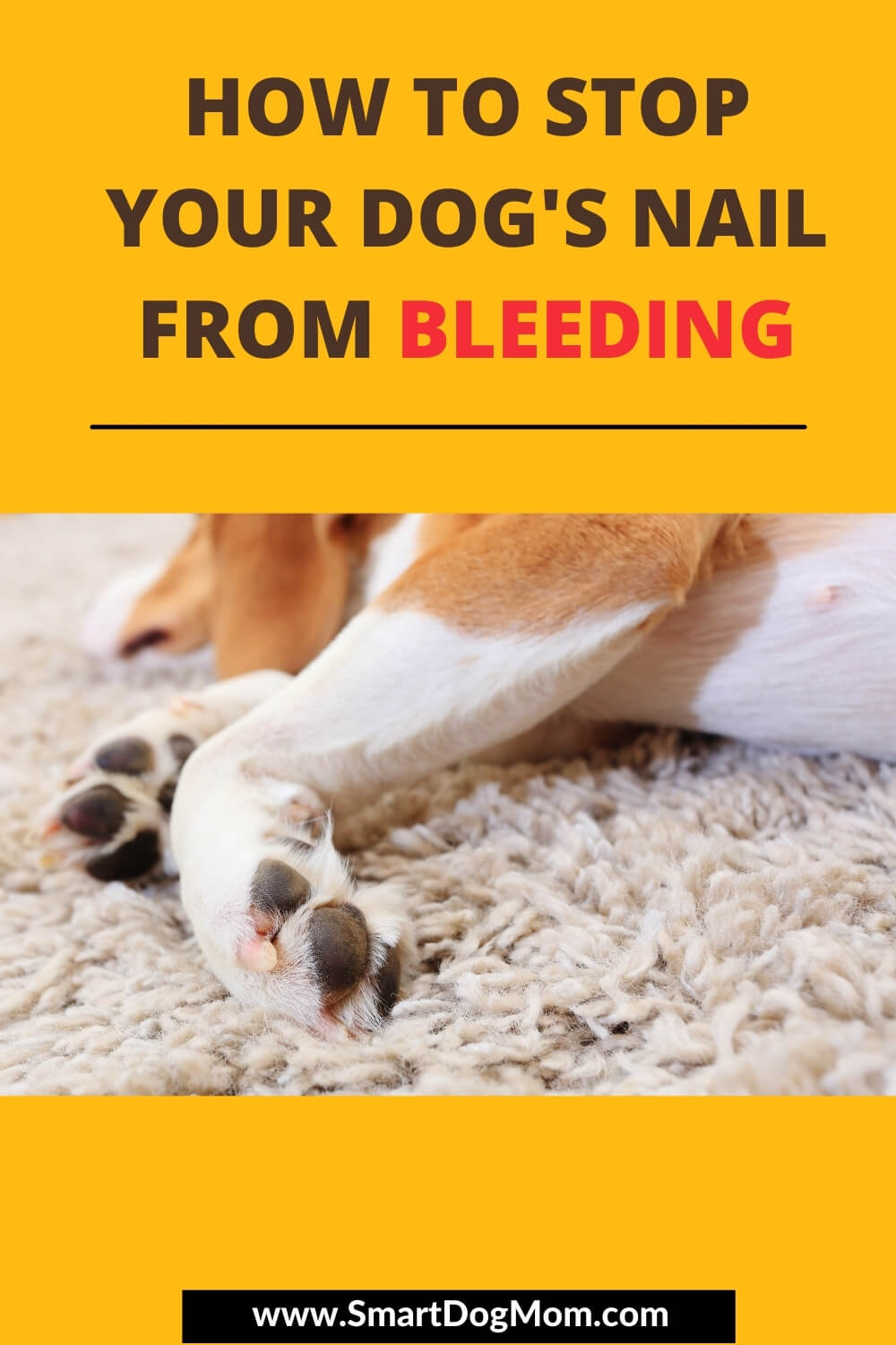 How To Stop A Dog's Nail From Bleeding 5 Quick Easy Methods