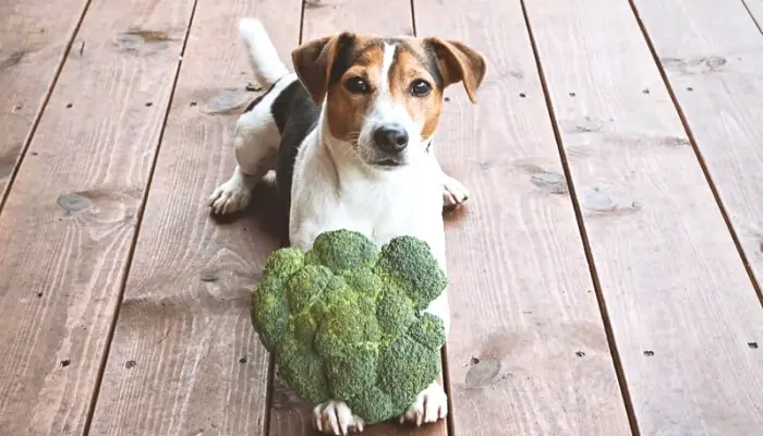 Cauliflower for Dogs - best dog frienly veggies