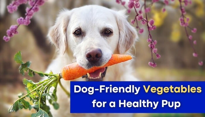 Dog-Friendly Vegetables for a Healthy Pup