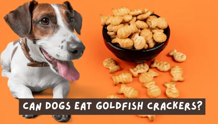 Can Dogs Eat Goldfish Crackers