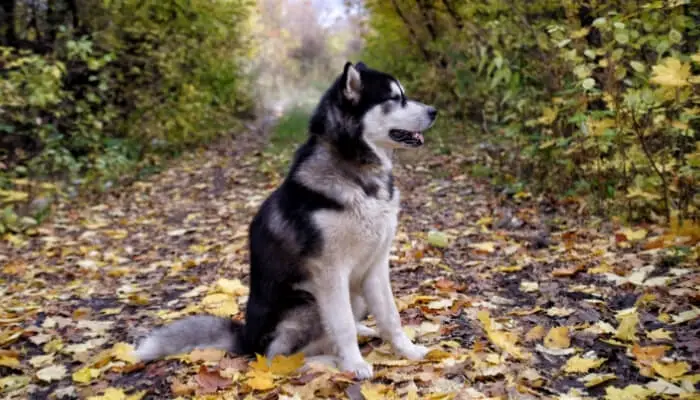 Alaskan Malamute - Best Outdoors dog breed
