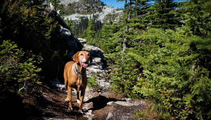 Vizsla - Best Camping and Hiking Dog