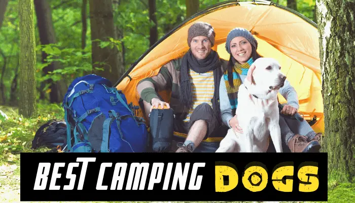 Best Camping dogs