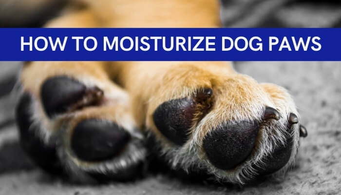 how to moisturize dog paws