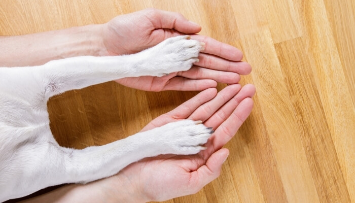 how to moisturize dog paws