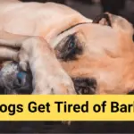 Do Dogs Get Tired of Barking