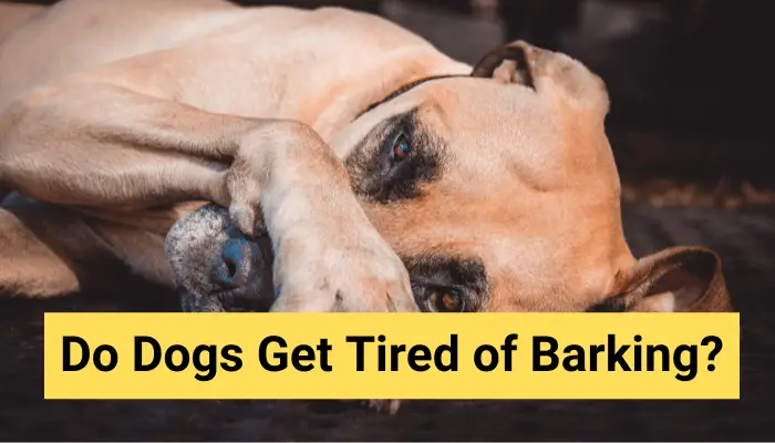 Do Dogs Get Tired of Barking