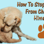 How to Stop a Dog From Chewing Himself