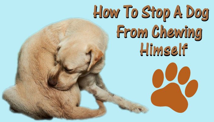 How to Stop a Dog From Chewing Himself