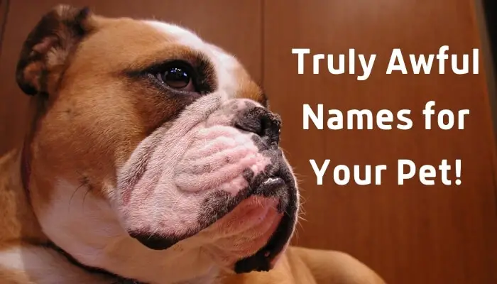 worst dog names, worst names for your pet