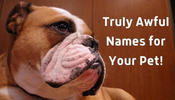 Worst Names For Your Dogs In Real Life - Smart Dog Mom