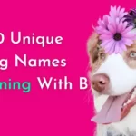 Unique Dog Names Beginning With B